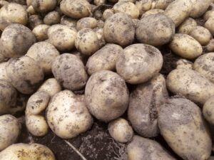 Cultivo y cosecha de papa, Edo. de México