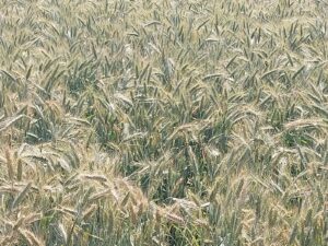 Triticale